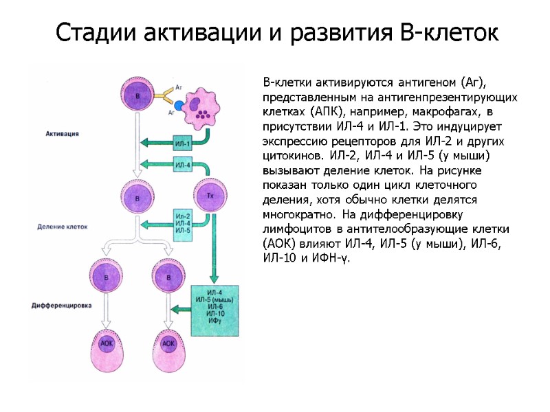 В-клетки активируются антигеном (Аг), представленным на антигенпрезентирующих клетках (АПК), например, макрофагах, в присутствии ИЛ-4